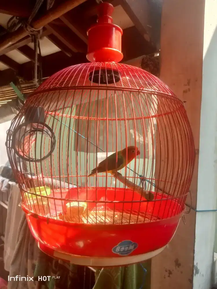 love bird gacor fullset sangkar bulat lucu