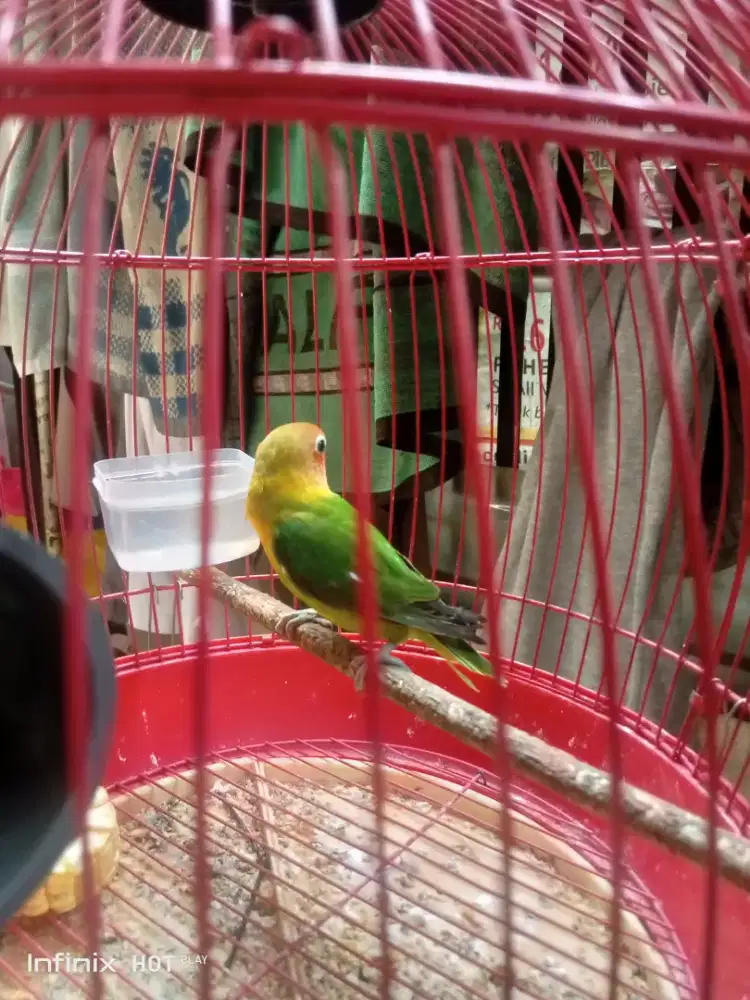 love bird gacor fullset sangkar bulat lucu