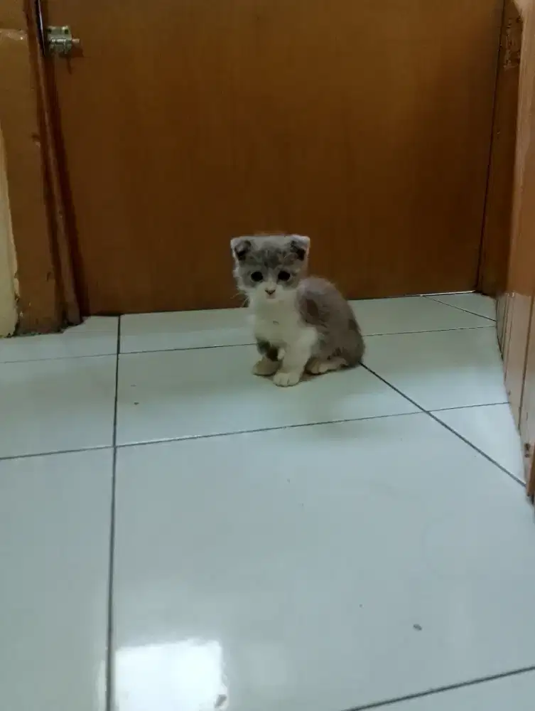 Kucing Munchkin gaelic fold/cebol BSH/kaki pendek British shorthair