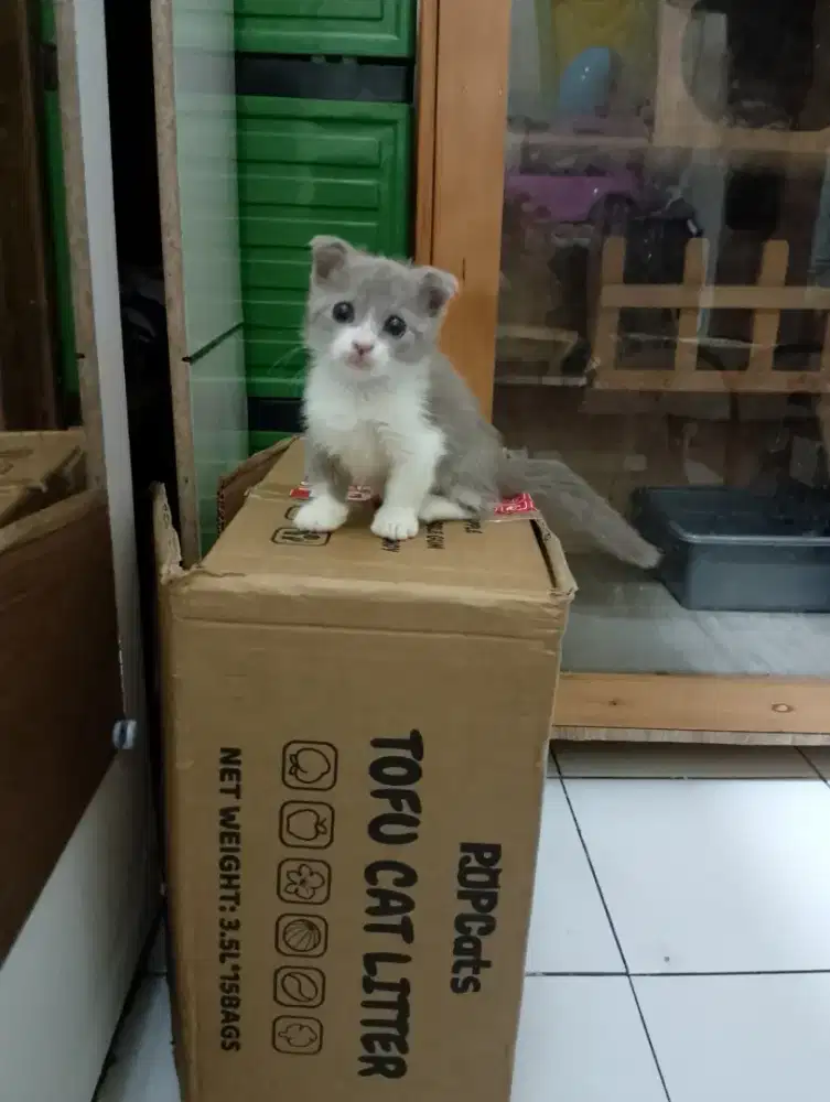 Kucing Munchkin BSH/kaki pendek gaelic fold/cebol British shorthair