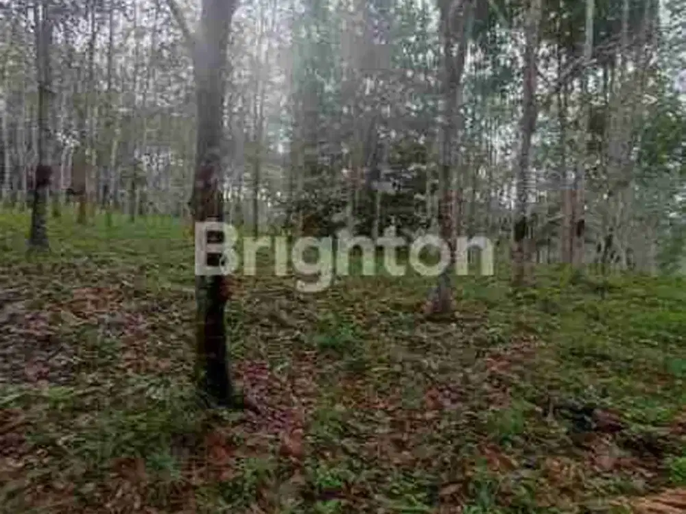 TANAH KEBUN KARET SIAP PANEN