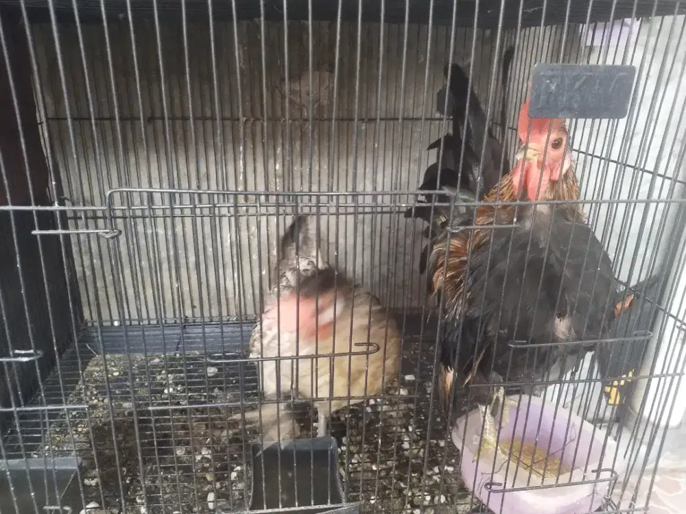 Ayam Kate serama