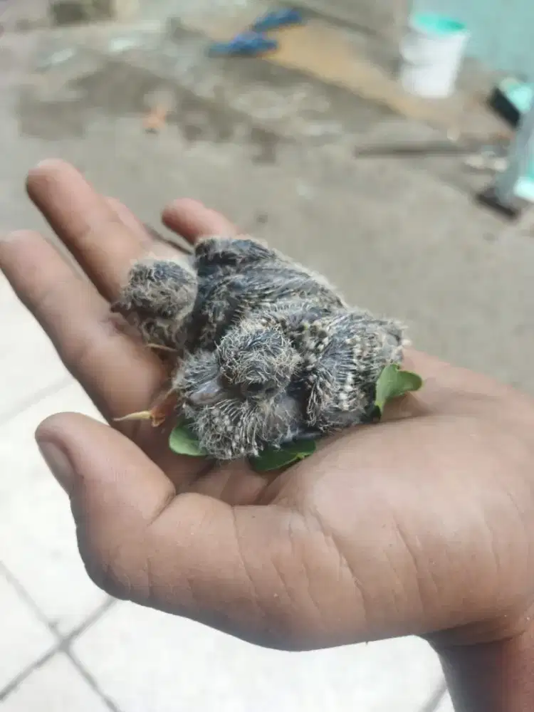 Lolohan perkutut lokal alam