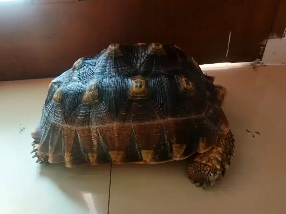 Dijual Kura kura Sulcata Mocca