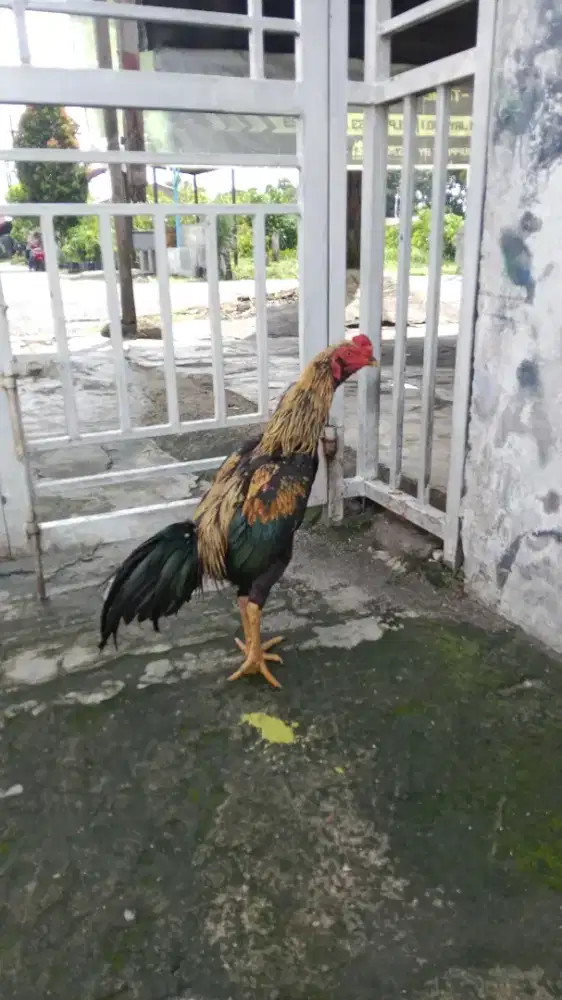 Ayam siam jalak