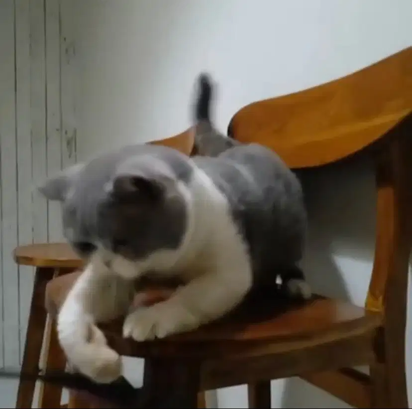 Paket Ternak Kucing BSH