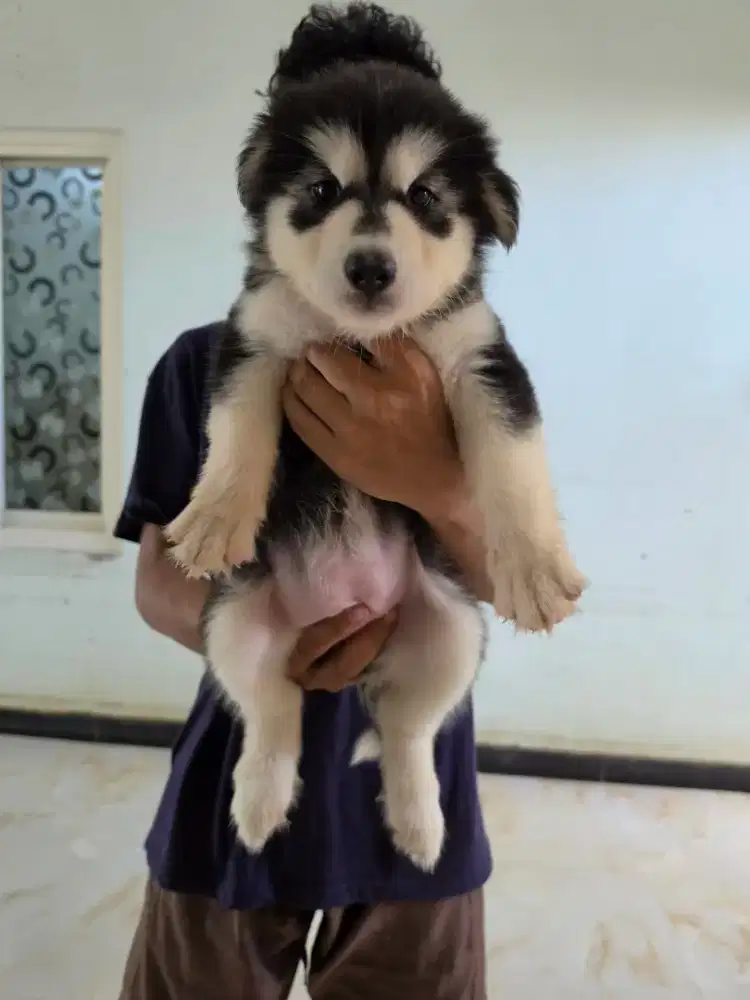 Alaska malamute