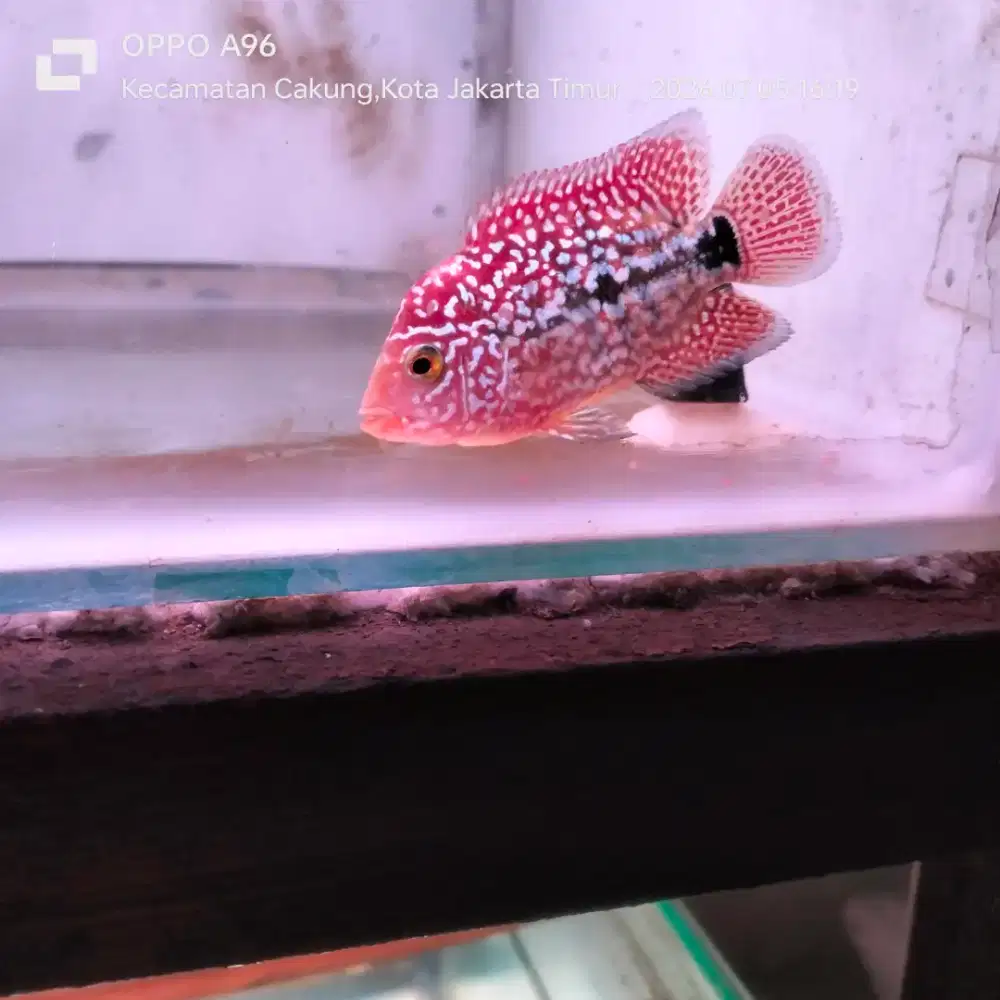 Louhan Red Kamfa F2 thailand