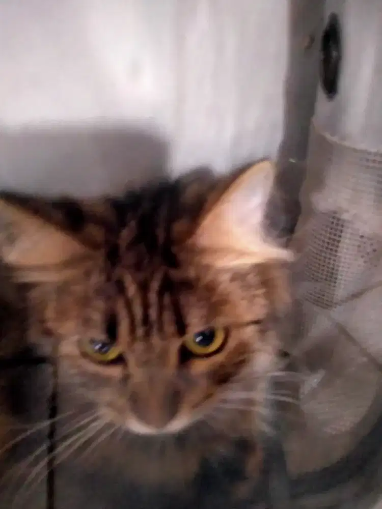 Kucing main coon