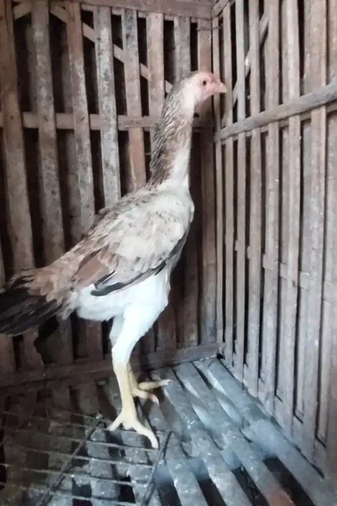 Ayam Betina Shamo Eropa Line Zuchter