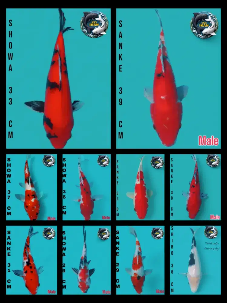 Menjual ikan koi kualitas bagus