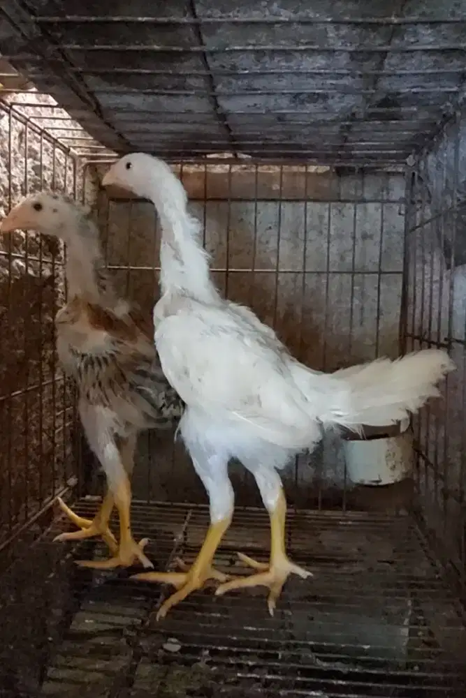 Ayam Betina Shamo Eropa Zuchter