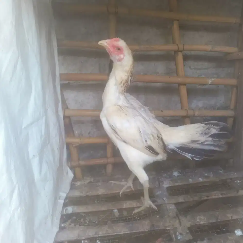 Betina Bangkok Clasik kaki hijau