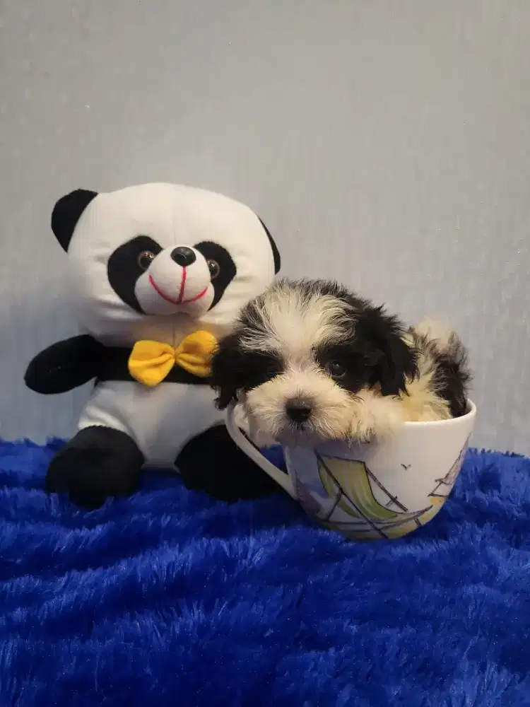 Super Teacup Poodle Parti Panda