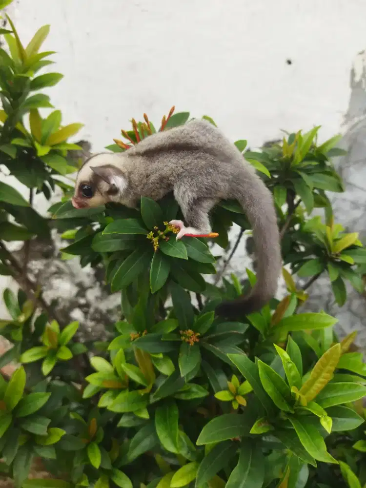 Sugar Glider classic gray jantan