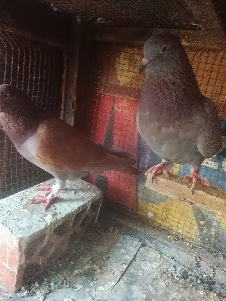 Merpati tinggian balap