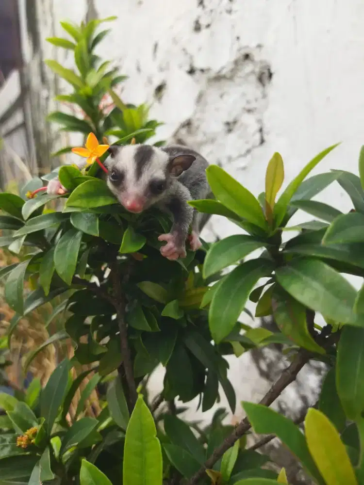 Sugar Glider classic gray jantan