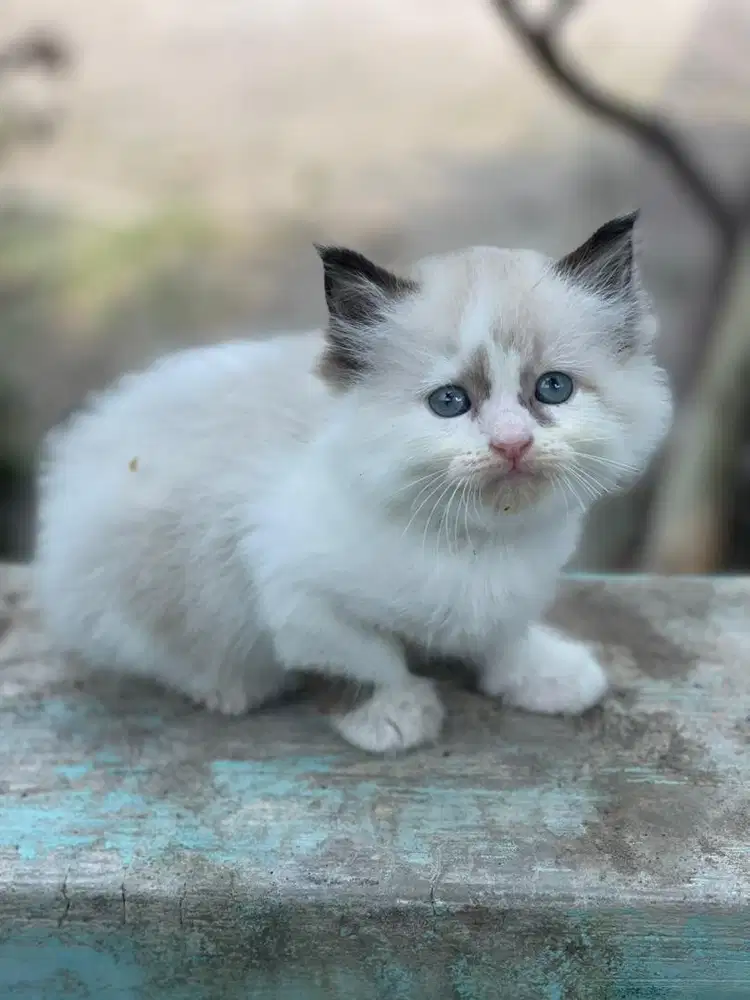 Kitten ragdoll jantan