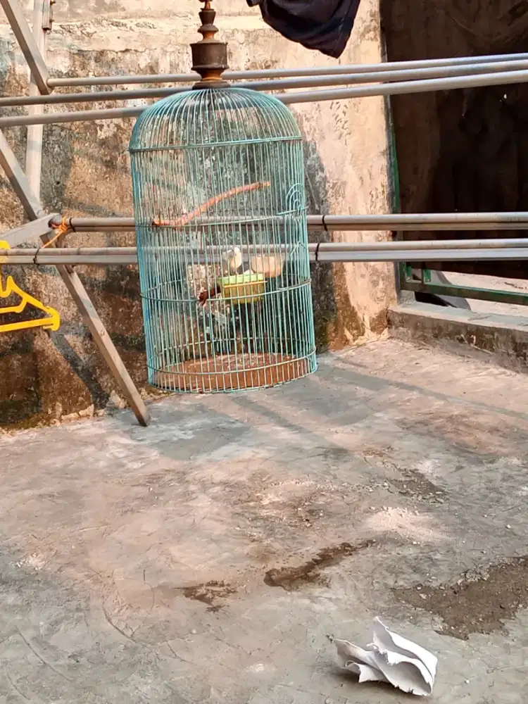 Burung kenari putih mulus
