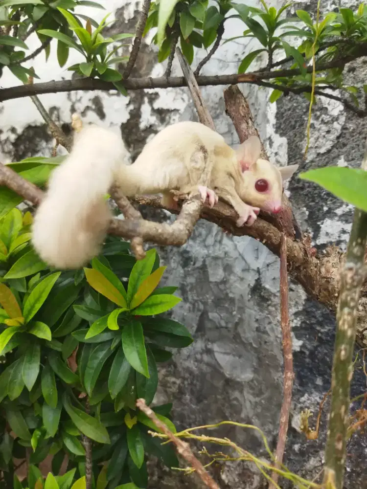Sugar Gliders creamino betina