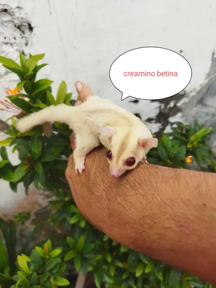 Sugar Glider creamino betina