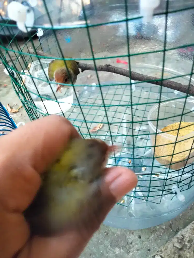 Burung prenjak sepasang
