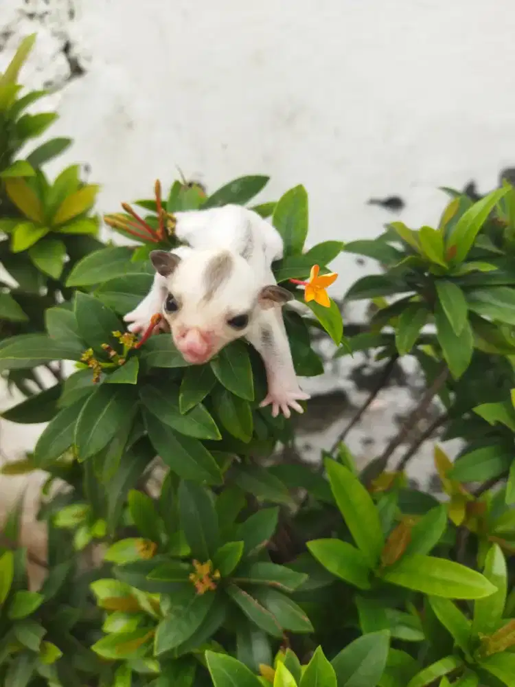 Sugar Glider platinum jantan