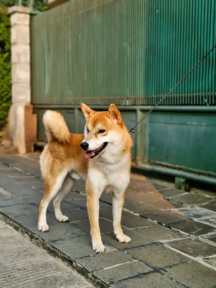 Shiba inu Red Jantan Stamboom