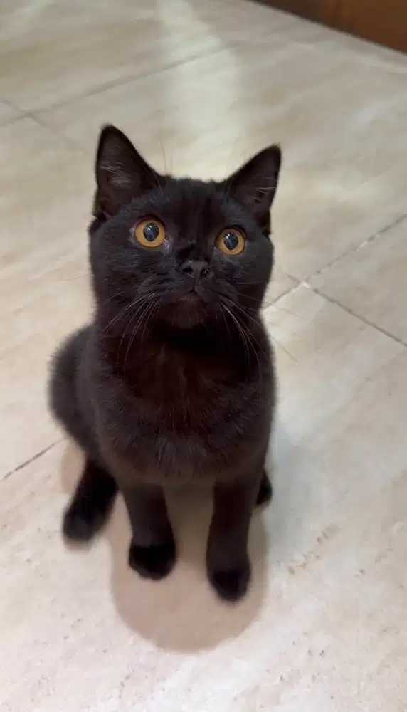 Kucing British Short Hair