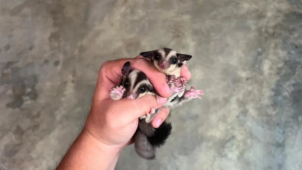 Sugar glider grey jantan