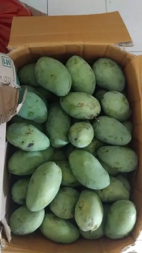 READY ANEKA MANGGA HARGA GROSIR!