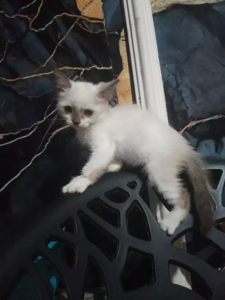 Di jual kitten Himalaya