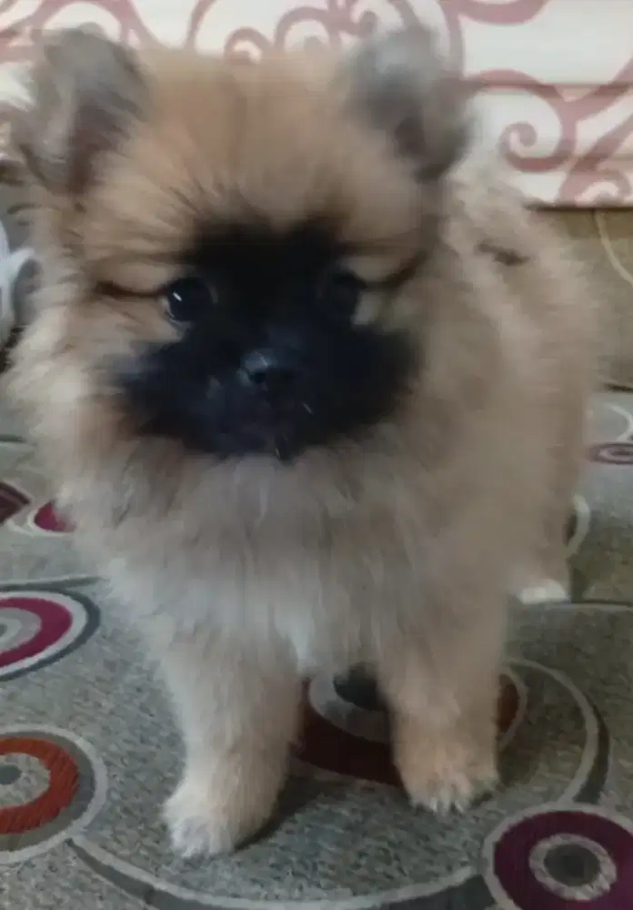 Super minipom Betina 2 bln