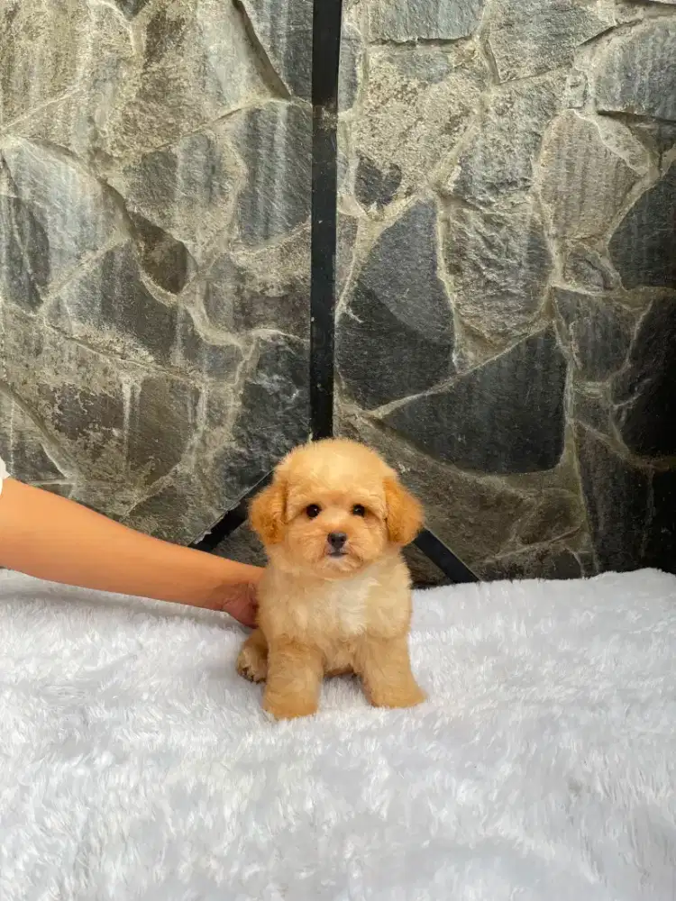 Poodle fawn vaksin