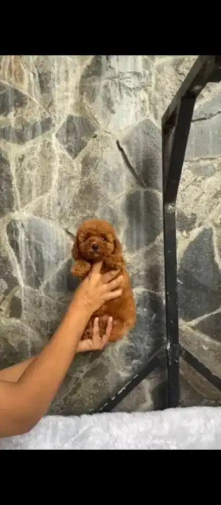 RED TOY POODLE BERKUALITAS