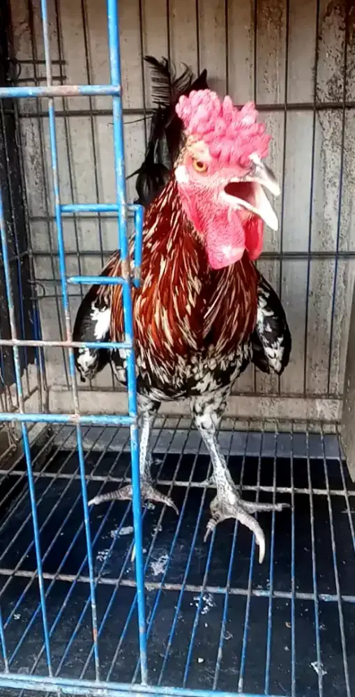Ayam Ketawa Jantan Trah Durasi Sambung