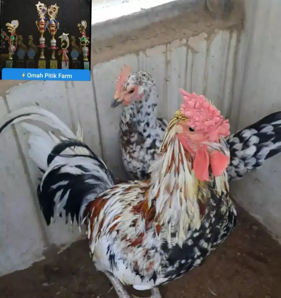 Ayam ketawa sepasang Paket ternak Durasi Sambung