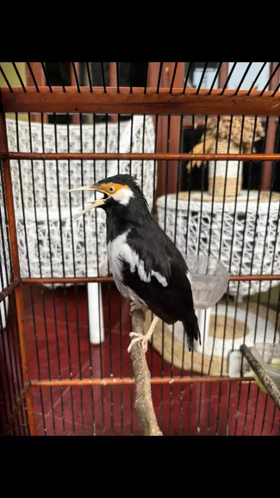 Jalak Suren Jawa Sudah Gacoor