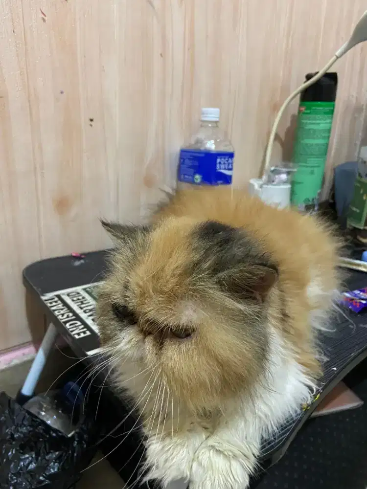 Kucing persia peaknose betina