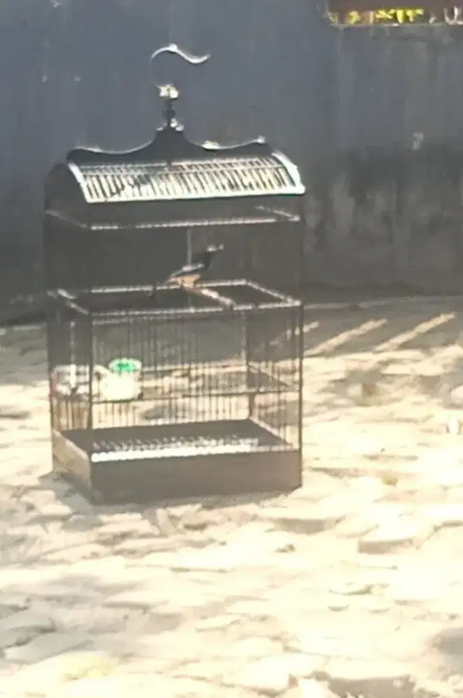 Jual burung Kacer muda prospek