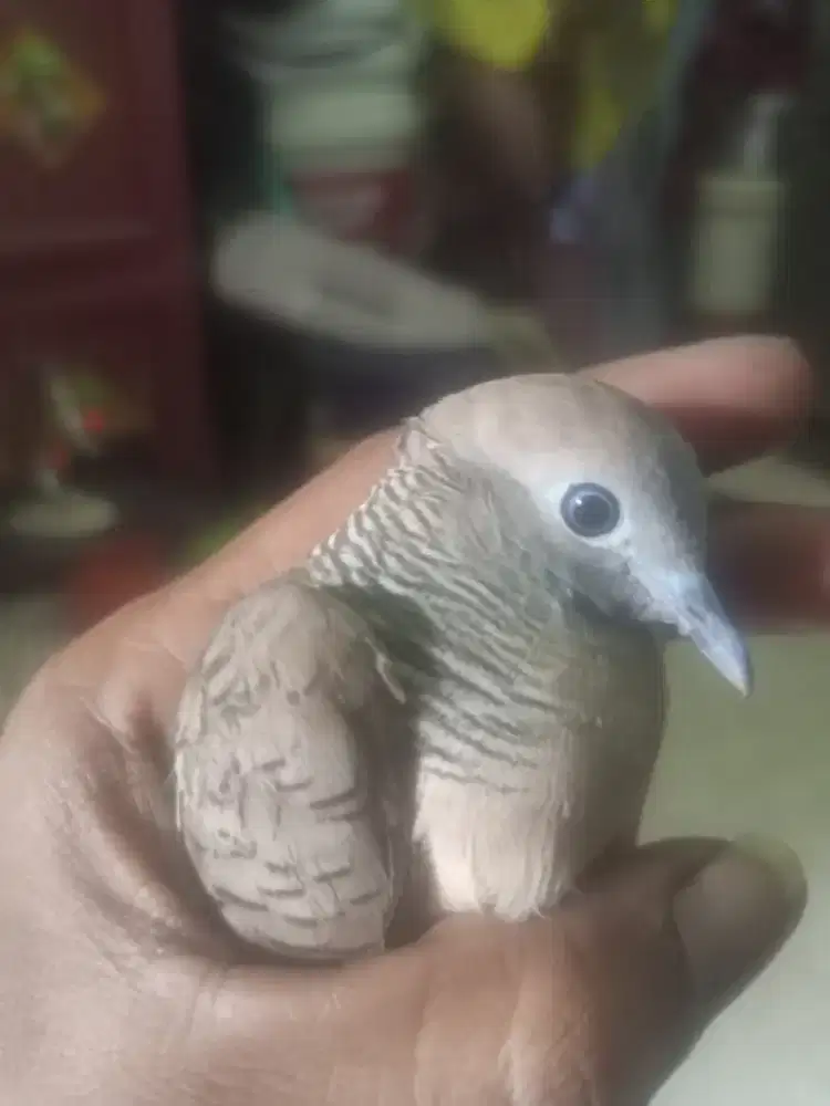 Perkutut lokal alam, paruh tebal burung bahan .