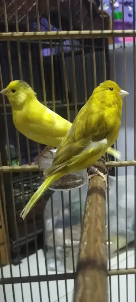 Burung kenari betina dara isabel kuning sama kuning plek