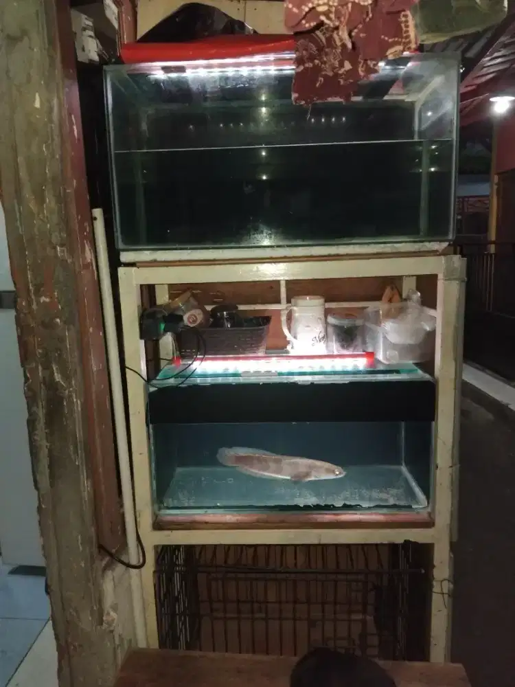 ikan Channa fullset