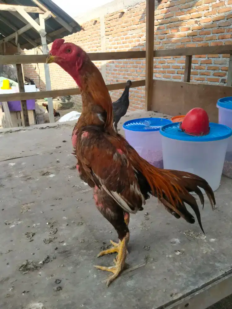 Pacekan Siam Birma Bulu Gondang