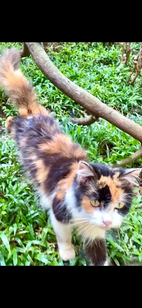 kucing mix mainecoon betina free 1 ns jantan