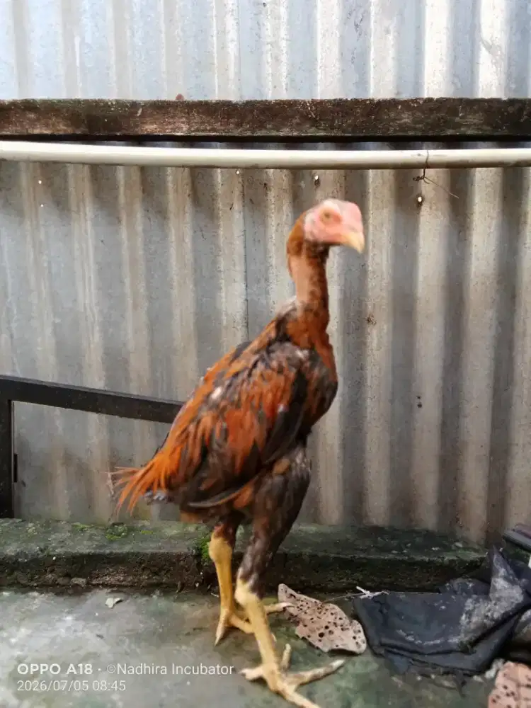 Ayam Bangkok ekor lidi