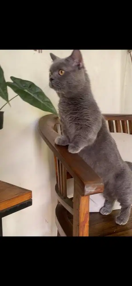 jasa pacak kucing bsh munchkin