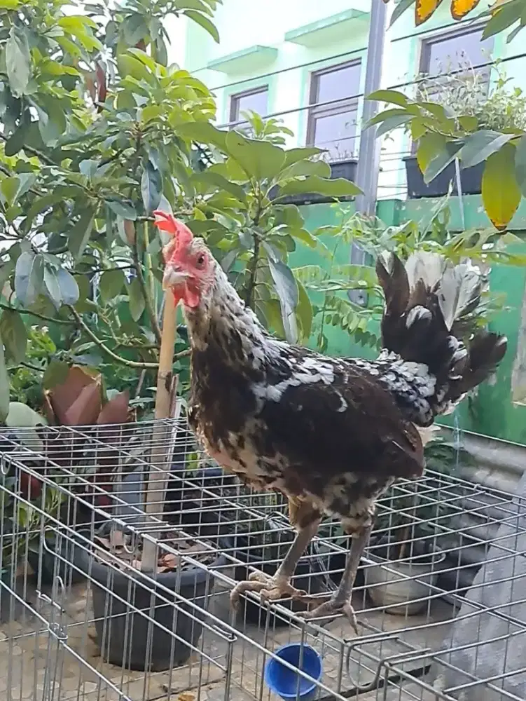 Betina Ayam Ketawa