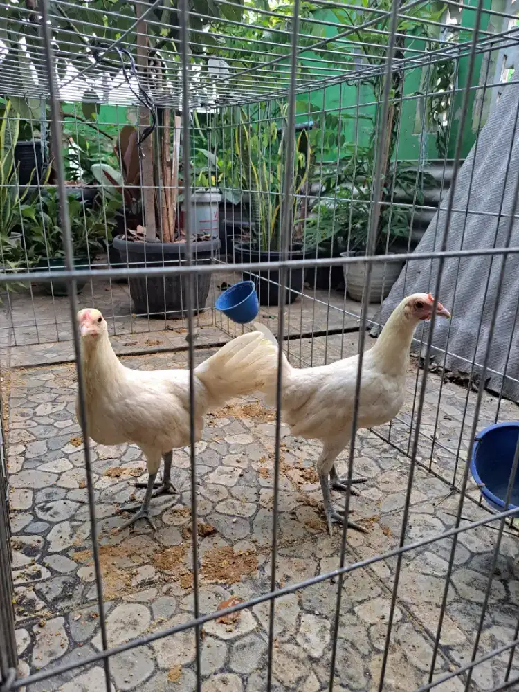 2 Ekor Ayam Ketawa Betina Durasi Remaja