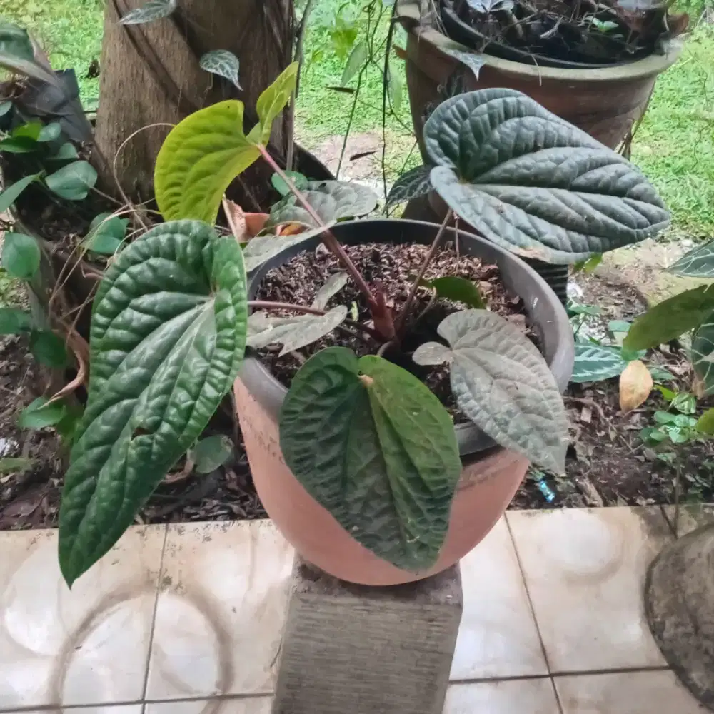 Tanaman hias anthurium sirih